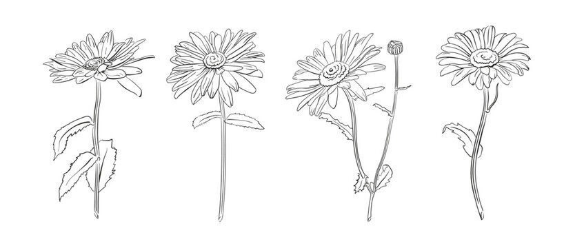 A monochrome collection of isolated vector daisies in sketching technique