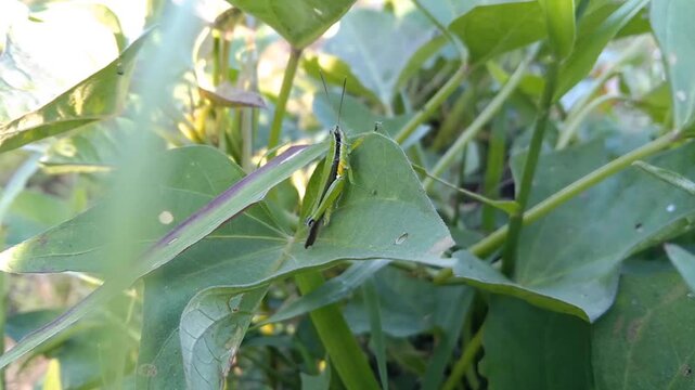 Close-up of a green grasshopper resting on a leaf surrounded by lush foliage, showcasing wildlife, nature, and insect life in a sunny garden
