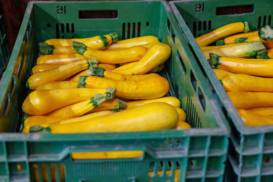 Freshly picked yellow squash in green baskets at a local farmers market in autumn