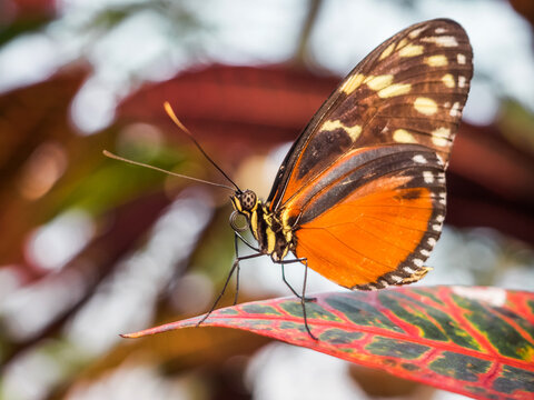 Tiger longwing butterfly resting on colorful plant leaf