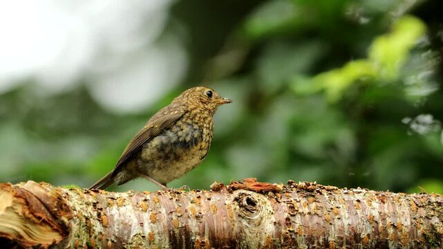 European Robin (Erithacus rubecula)