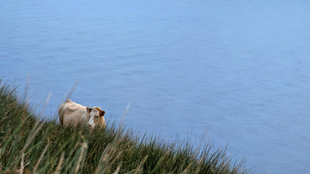 Cow grazes peacefully on green grass pasture overlooking blue ocean water. Volcanic island Corvo of azores islands. Farming environment in Atlantic countryside .