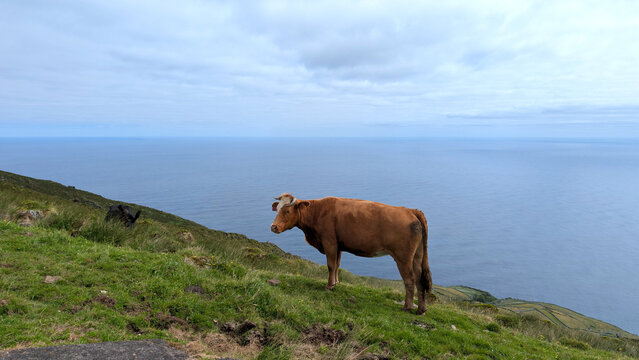 Cow grazes peacefully on green grass pasture overlooking blue ocean water. Volcanic island Corvo of azores islands. Rural countryside scenery 