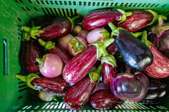 Fresh eggplants in a green basket at a local market in the afternoon sunlight