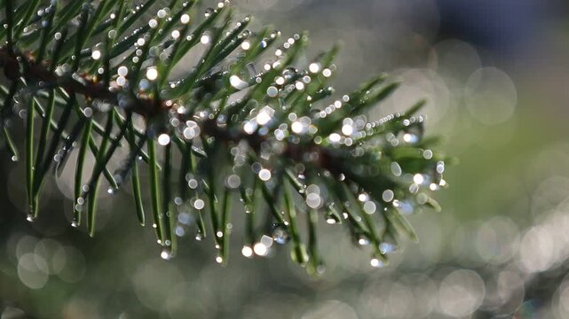 Glistening Water Droplets on Tree Branch, Post-Rain Sunlight - Seamless Loop