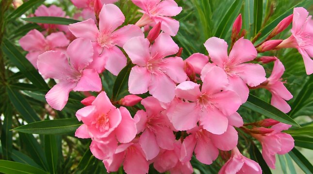 Beautiful pink oleander flowers blooming in the garden with vibrant green leaves