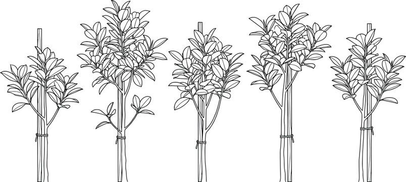 Set of young sapling trees with support stakes isolated on white background