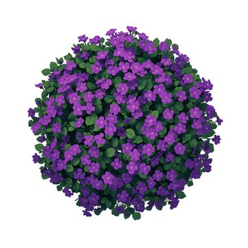 Top view purple blooming flossflower bush ageratum vector illustration