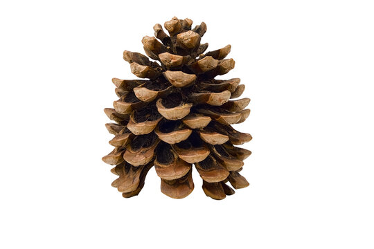 Natural pine cone isolated on a transparent background. Detailed close-up of a brown conifer seed cone, ideal for botanical, seasonal, forestry, and nature-themed designs. PNG