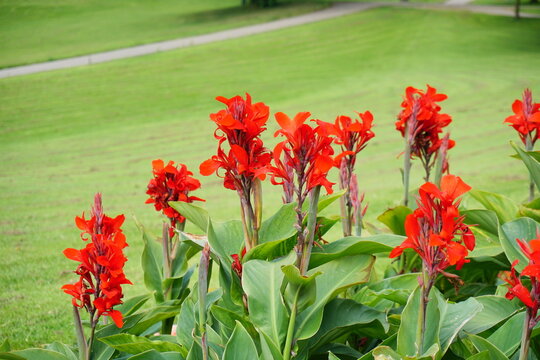 WUPPERTAL, GERMANY - JUNE 30, 2024: Bright red canna lily flowers blooming on green grass lawn background in park