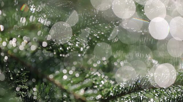 Glistening Water Droplets on Tree Branch, Post-Rain Sunlight - Seamless Loop