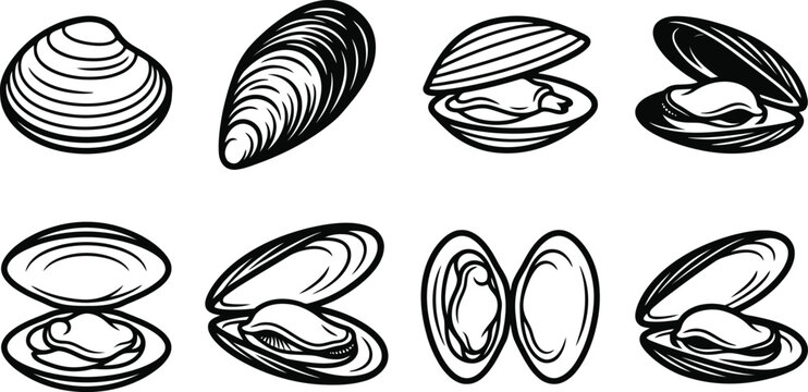 Black and white illustrations of sea shells