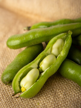 Fava beans in pods and shelled on burlap background