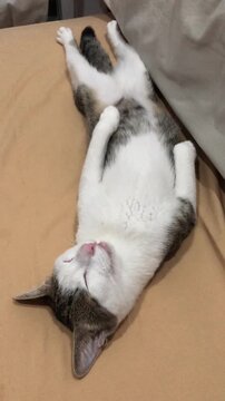 A cute tabby and white cat that has funny bangs, a pink nose is sleeping peacefully on its back with an opened mouth on a bed.