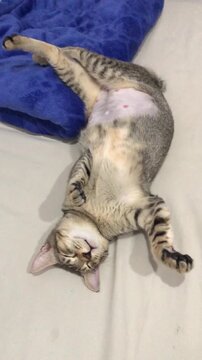 A cute tabby cat sleeping on its back with funny and rigid position on a comfortable bed.
