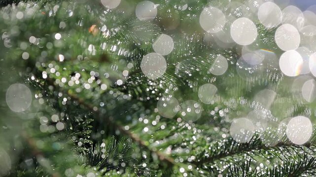 Glistening Water Droplets on Tree Branch, Post-Rain Sunlight - Seamless Loop