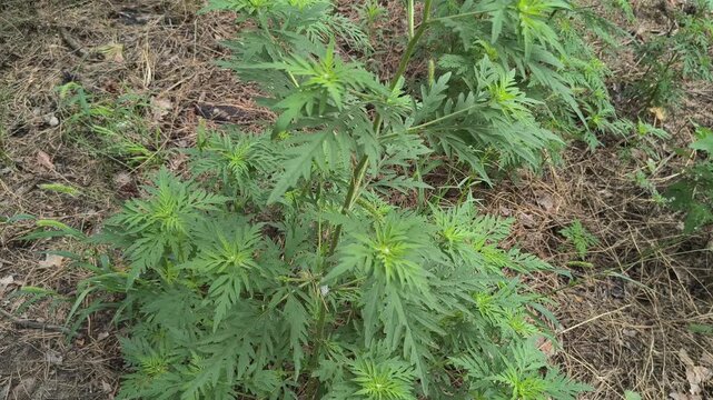 Close-up view of Ambrosia artemisiifolia, common ragweed, growing wild in a forest. The invasive plant displays its characteristic deeply lobed green leaves in natural daylight.