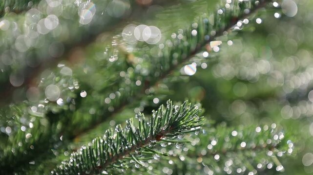 Glistening Water Droplets on Tree Branch, Post-Rain Sunlight - Seamless Loop