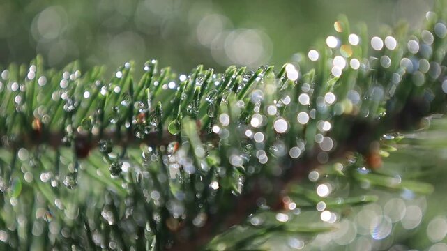 Glistening Water Droplets on Tree Branch, Post-Rain Sunlight - Seamless Loop