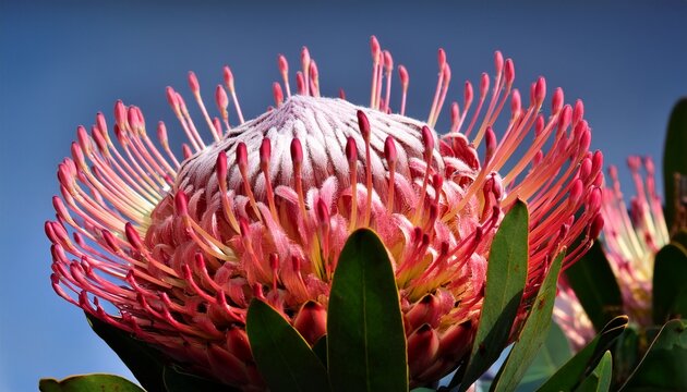 the king protea or king sugar bush protea cynaroides is a distinctive member of protea having the largest flower head in the genus the king protea is the national flower of south africa