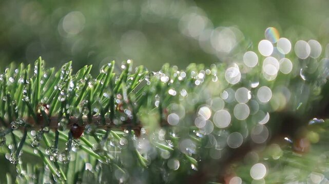 Glistening Water Droplets on Tree Branch, Post-Rain Sunlight - Seamless Loop