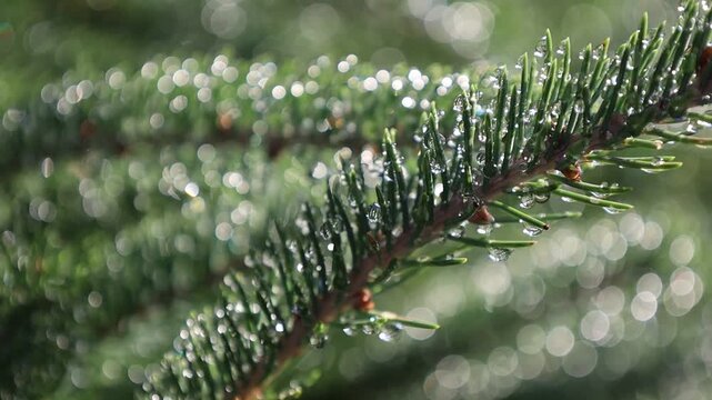 Glistening Water Droplets on Tree Branch, Post-Rain Sunlight - Seamless Loop