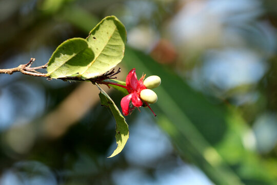 Fruits of the Mickey Mouse plant (Ochna serrulata).