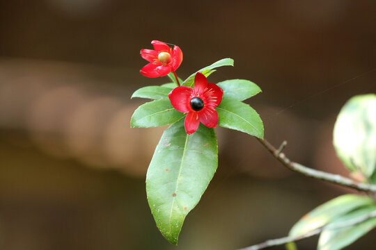 Fruits of the Mickey Mouse plant (Ochna serrulata).
