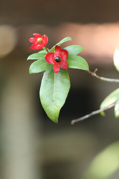 Fruits of the Mickey Mouse plant (Ochna serrulata).