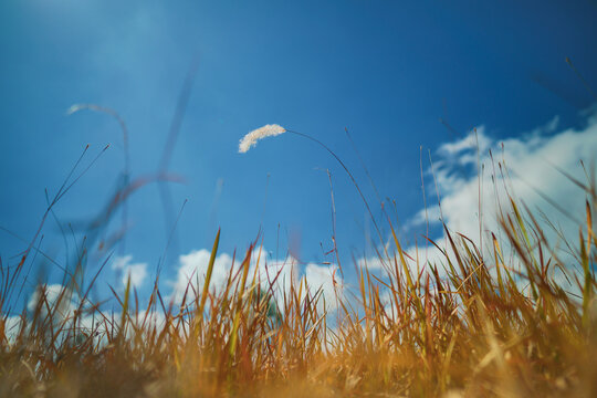 Low angle view of a single white cogon grass flower blowing in the wind against a bright blue sky with soft white clouds, surrounded by dry golden wild grass fields in summer.
