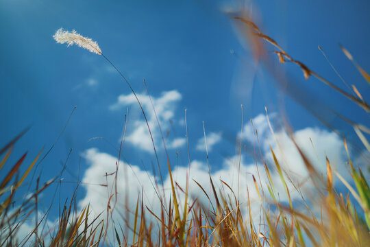 Low angle view of a single white cogon grass flower blowing in the wind against a bright blue sky with soft white clouds, surrounded by dry golden wild grass fields in summer.