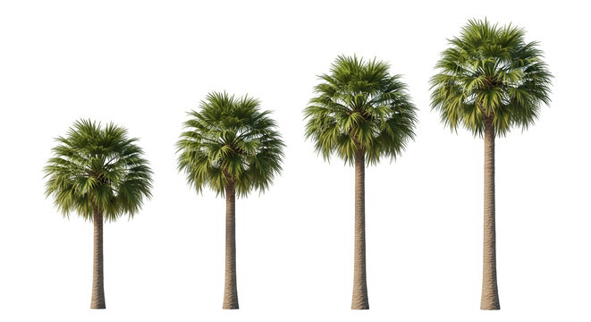 Four palm trees growing in a row isolated on transparent background