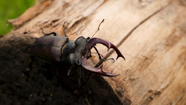 A stag beetle in the wild. Selective focus.