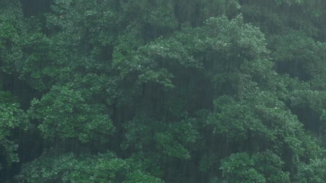 Heavy rain falling against a lush green forest background