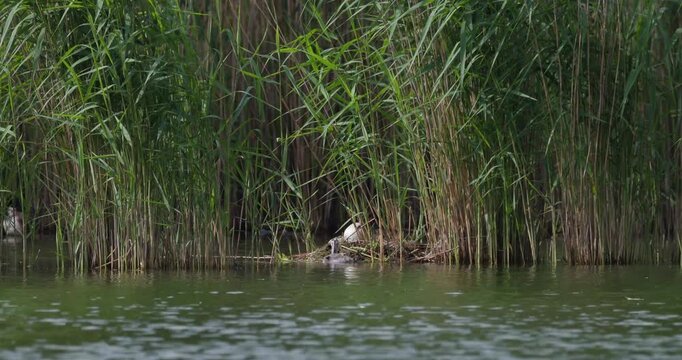 Great crested grebe chick scratching with its leg while swimming near nest in reeds slow motion