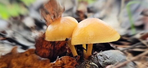 mushroom in the forest © Ashleybabe