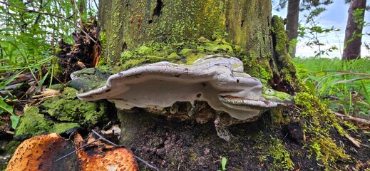 mushroom in the forest © Ashleybabe