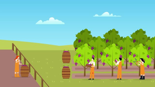 Vineyard Grape Harvest and Winemaking Process cartoon animation