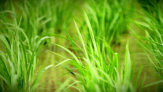 Green Rice Leaves Growing in a Flooded Paddy Field