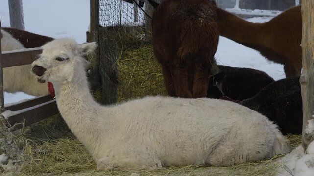 A fluffy white alpaca lies on dry hay in a snowy paddock during winter, chewing its food while other brown and black alpacas graze from a feeder nearby