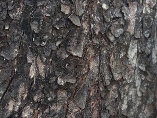 Fototapeta premium Natural abstract pattern of dark weathered tree bark texture. Textured backdrop suitable for rustic design, eco-friendly branding, or architectural visualization.