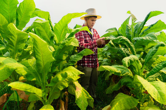 Asian farmer using smartphone in tobacco field, modern smart farming concept