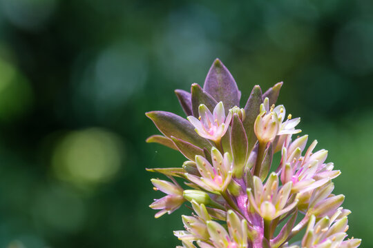 Close-up of Eucomis Sparkling Burgundy pineapple lily blooming with green bokeh background in summer