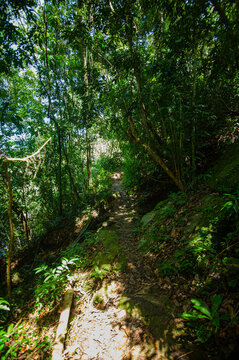 Dense lush green forest trail with sunlight filtering through canopy on a clear day