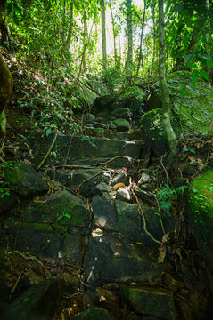 Lush Tropical Forest with Steep Rocky Path and Green Canopy