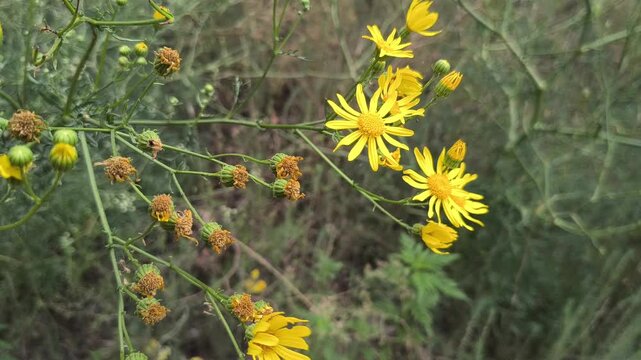 Close-up of bright yellow Senecio flowers blooming in a wild summer meadow. The wild plant sways gently against a blurred green background of natural grass and vegetation in sunlight.
