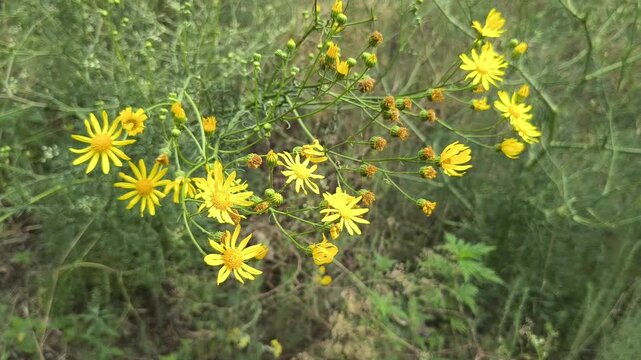 Close-up of bright yellow Senecio flowers blooming in a wild summer meadow. The wild plant sways gently against a blurred green background of natural grass and vegetation in sunlight.