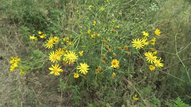 Close-up of bright yellow Senecio flowers blooming in a wild summer meadow. The wild plant sways gently against a blurred green background of natural grass and vegetation in sunlight.