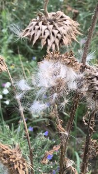 Close-up of dried thistle seed heads with fluffy white seeds in a natural meadow. Detailed shots of mature plant pods releasing pappus in autumn.