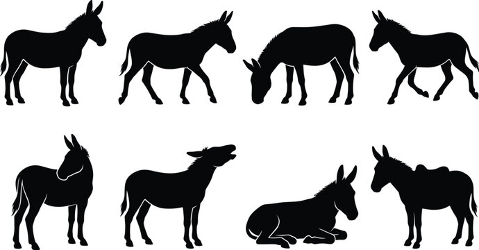 Donkey Silhouette Collection Set with Standing Walking Grazing Resting and Pack Animal Poses for Farm Vector Design